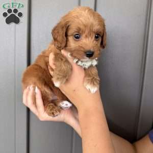 Zara, Mini Goldendoodle Puppy